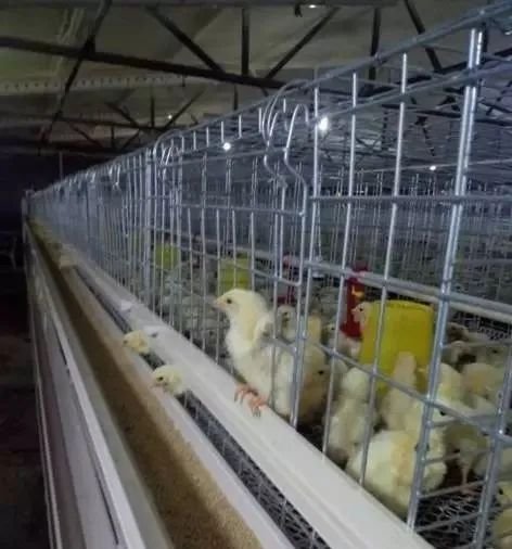 Broiler Cage System4