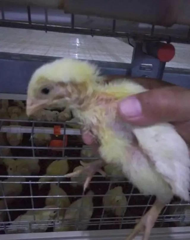 Broiler Cage System5