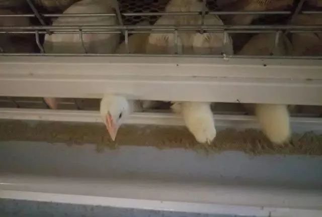 Broiler Cage System7