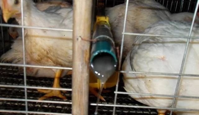 Broiler Cage System8