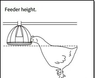 Chicken Battery Cage