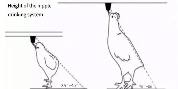 Chicken Battery Cage