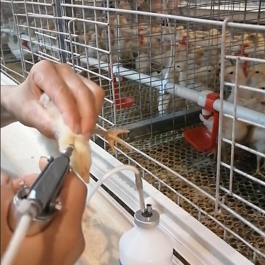 Feed, Water, and Medication Metrics in Automated Battery Cage System for Layer and Broiler 3 Medication