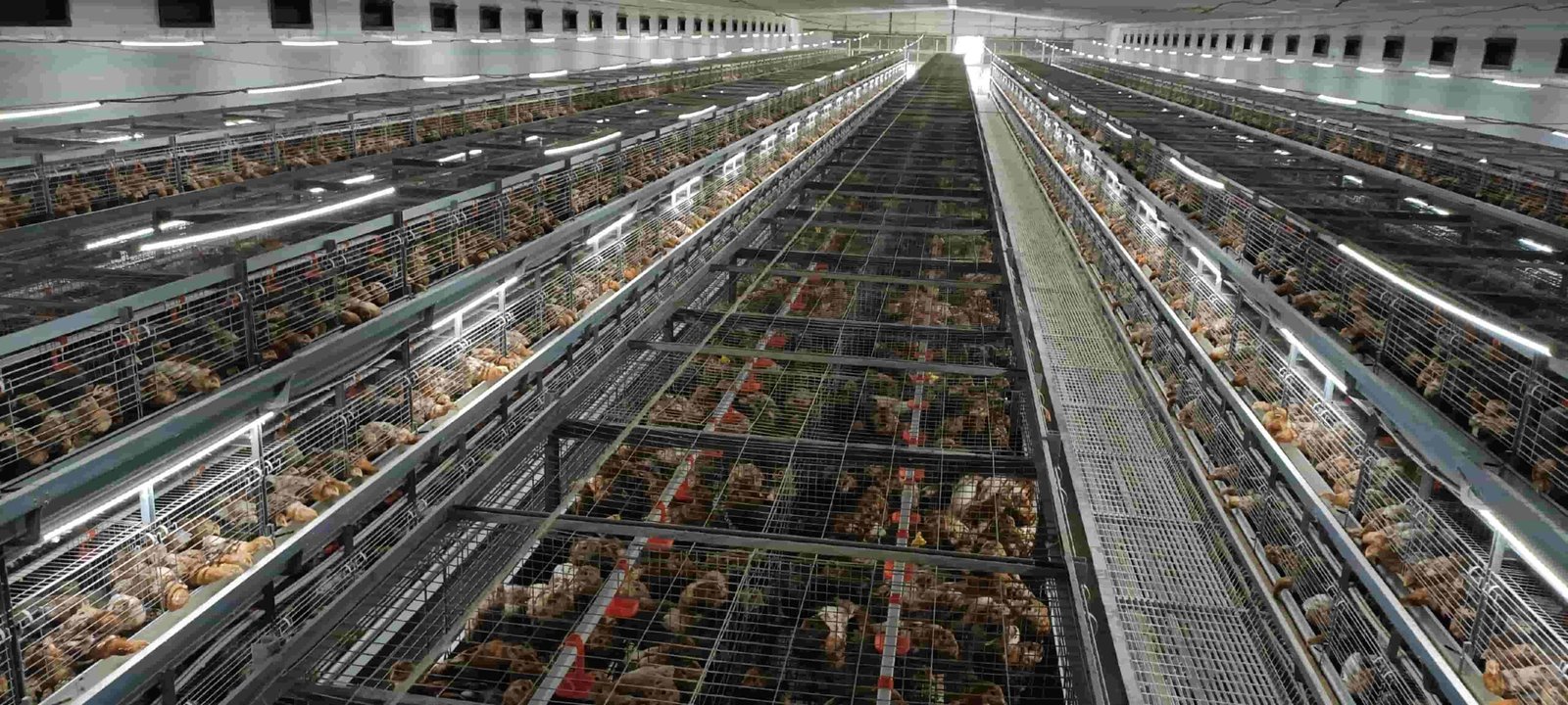 Read more about the article Closed Poultry Houses and Cage Battery System: The Critical Role of Ventilation​
