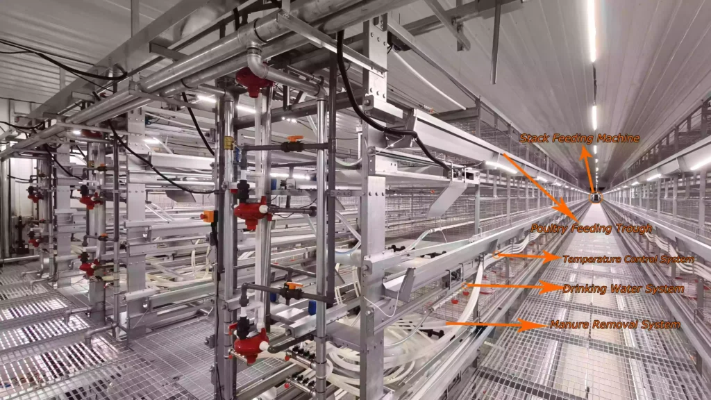 Pullet cage system1