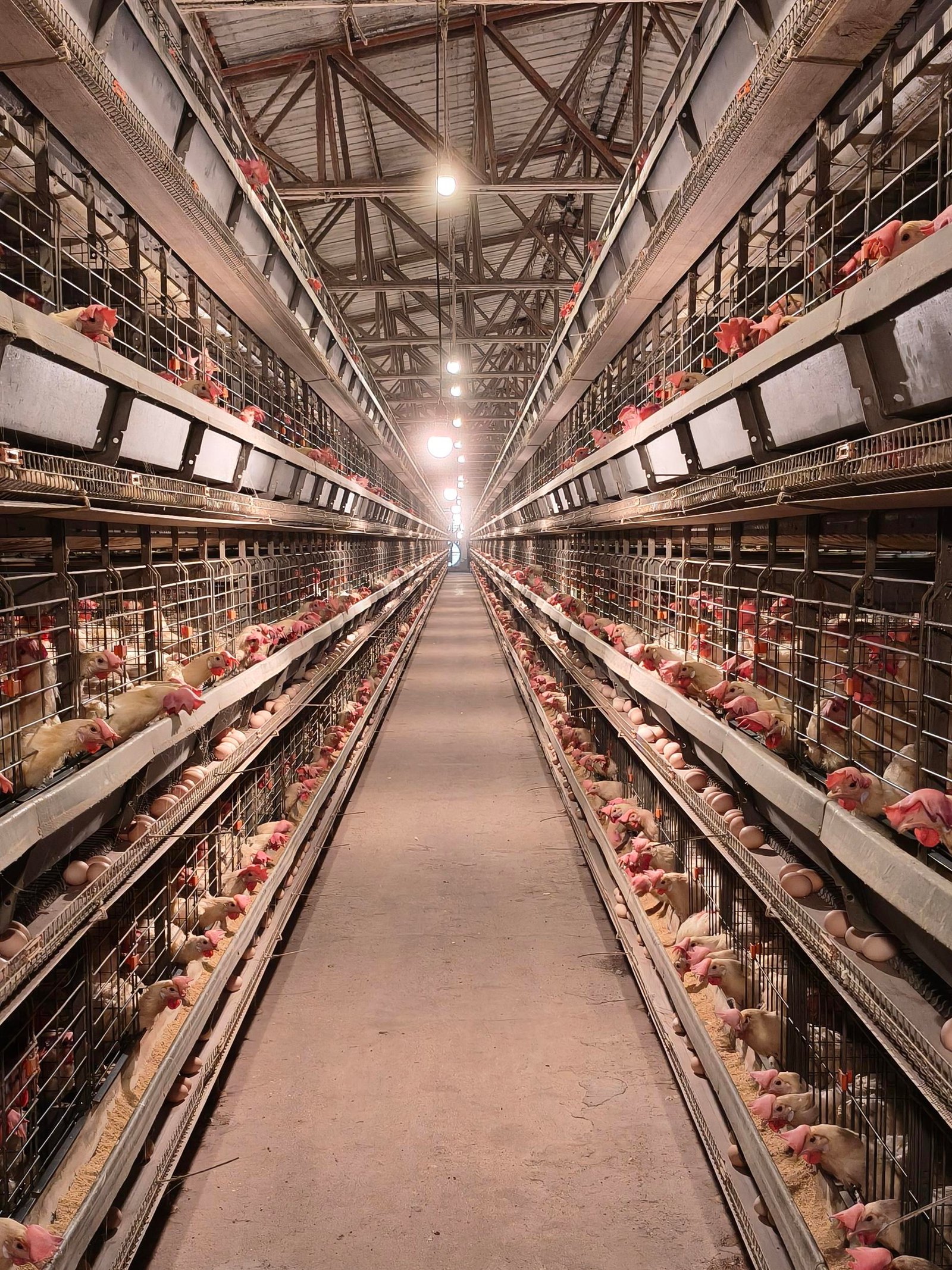 Read more about the article Layer Hen Rearing and Management in a battery system in poultry