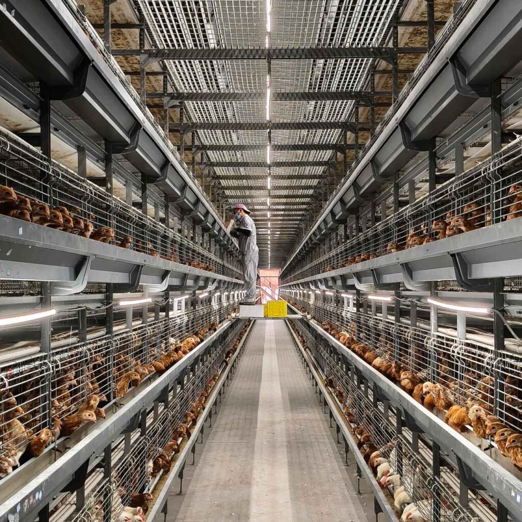 Feed, Water, and Medication Metrics in Automated Battery Cage System for Layer and Broiler 1 broiler cage system 1