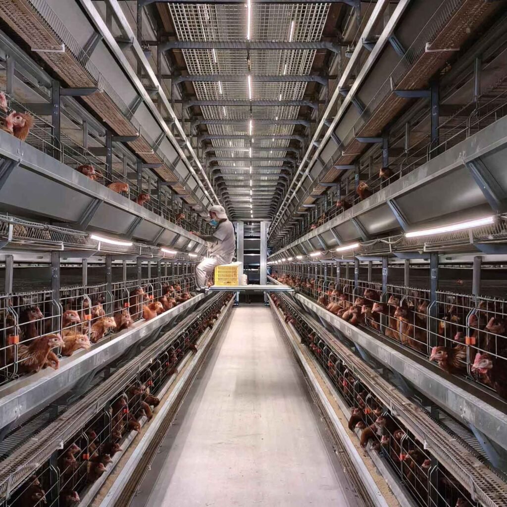 Feed, Water, and Medication Metrics in Automated Battery Cage System for Layer and Broiler 2 layer cage system
