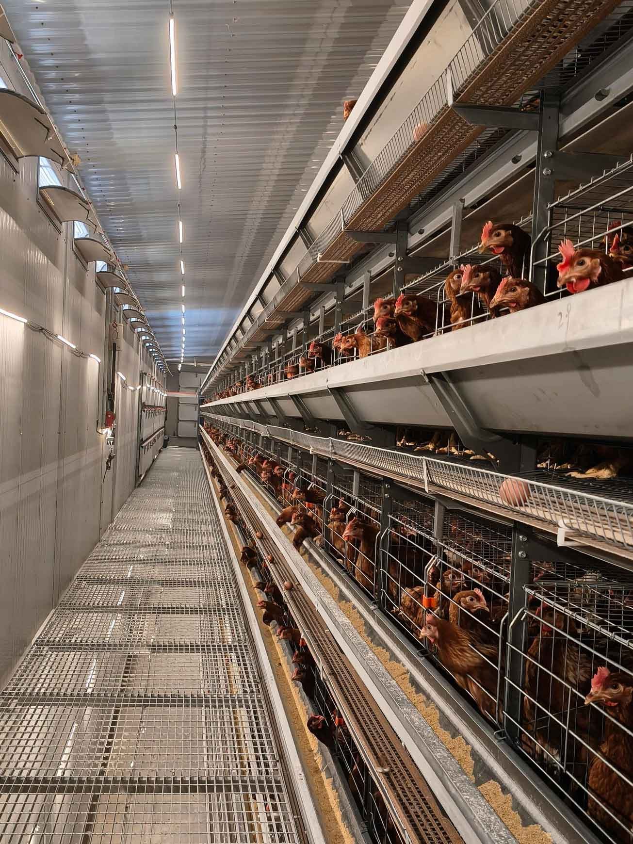 Read more about the article Battery cage for chicken Farming: Balancing Energy Costs and Optimal Environment
