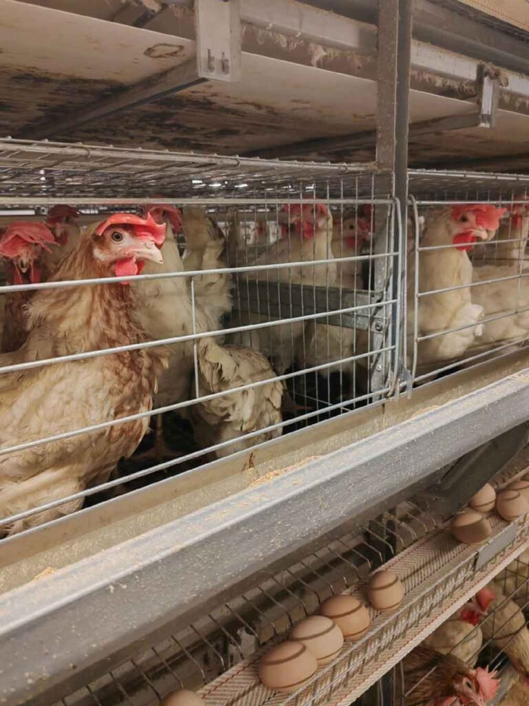 Cage Rearing of Poultry