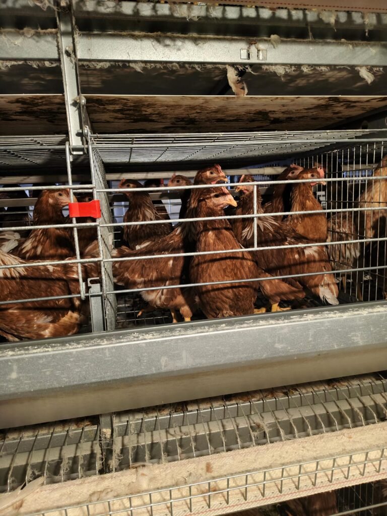 Cage System Poultry House​