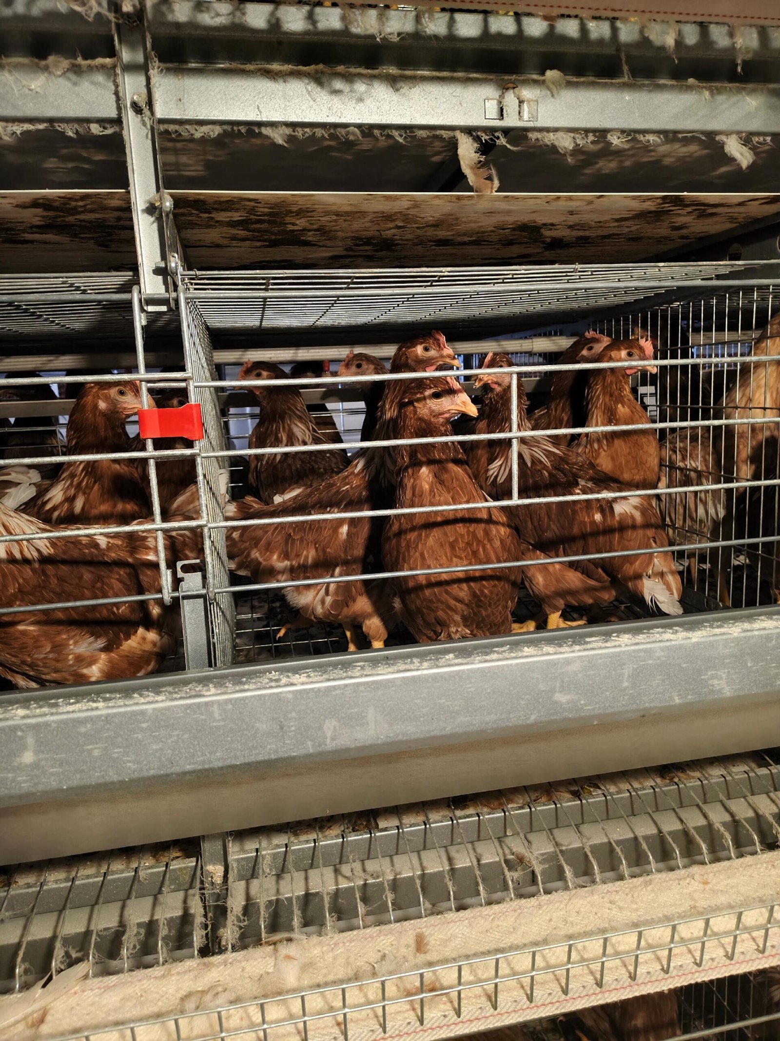 Read more about the article Signs of Low Immunity in Poultry from Cage System Poultry House​