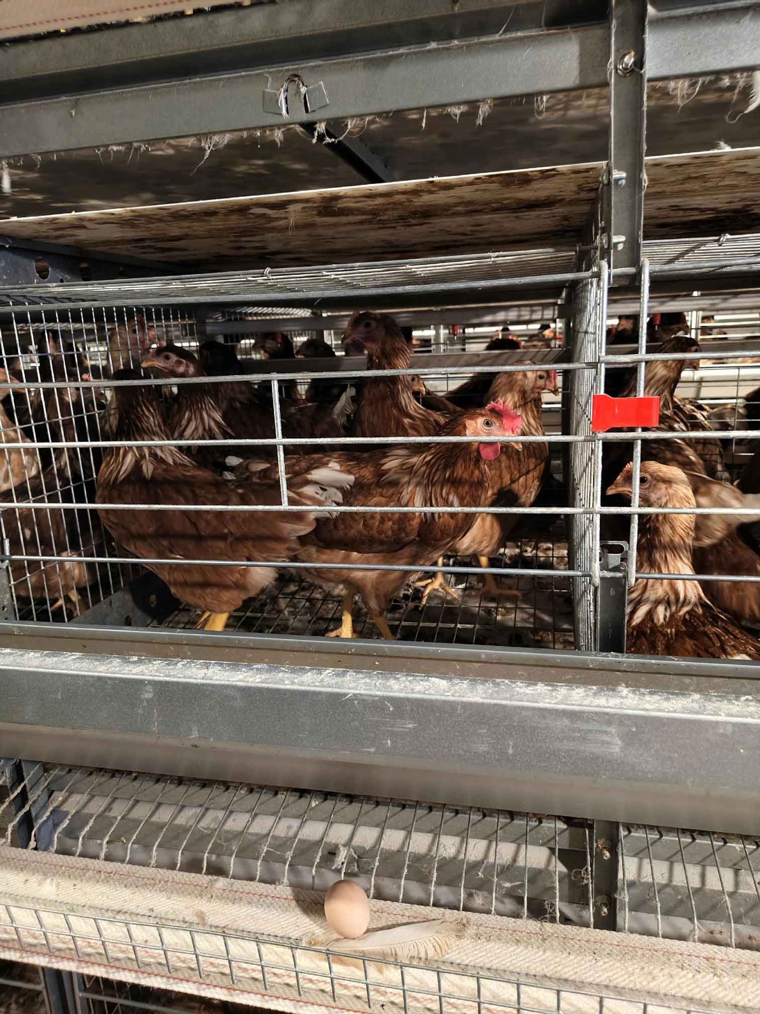 Read more about the article Intensive Poultry System Under “Sauna Weather” Attack