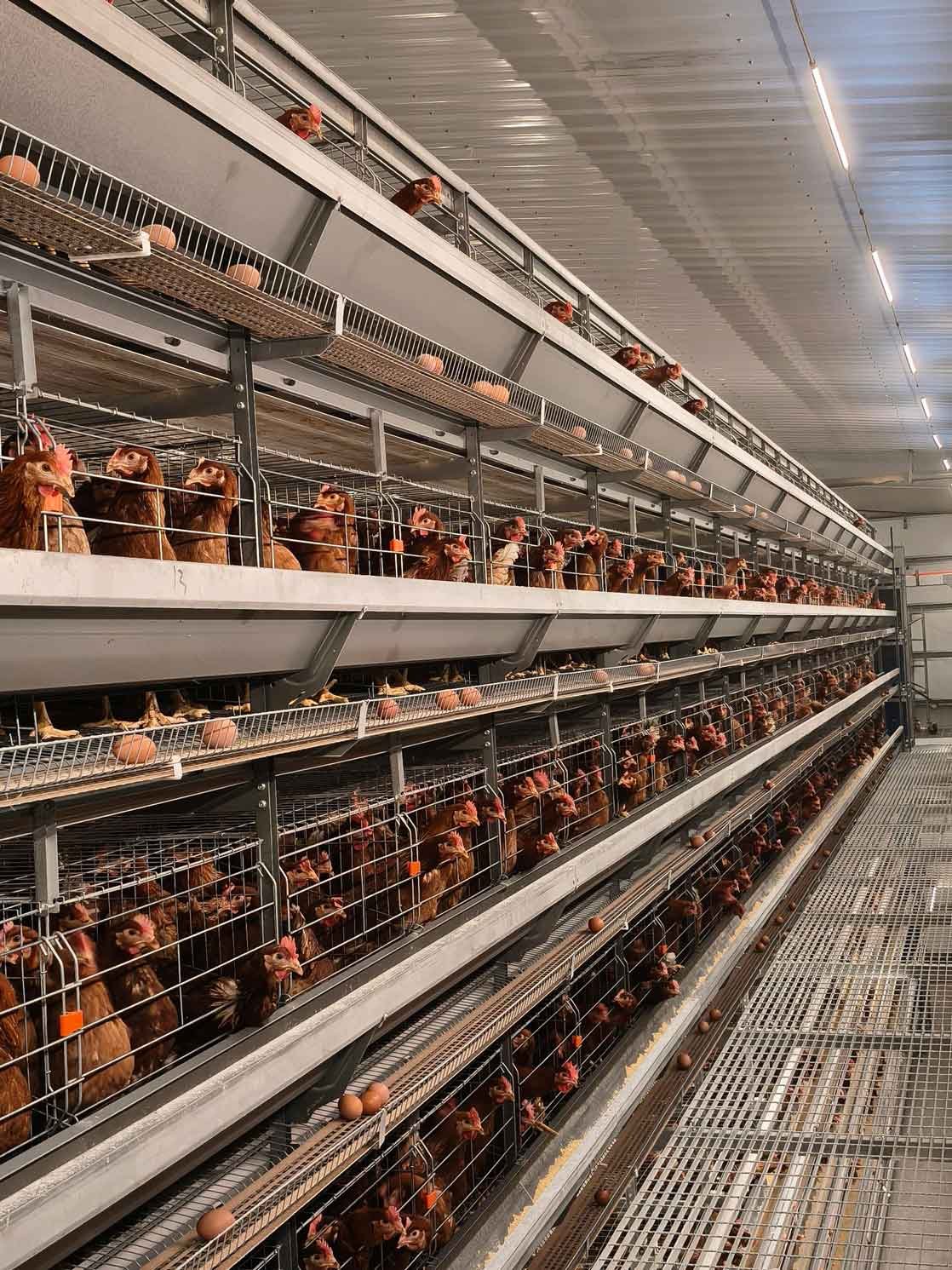 Read more about the article Heat Stress Prevention in Modern Poultry Housing System