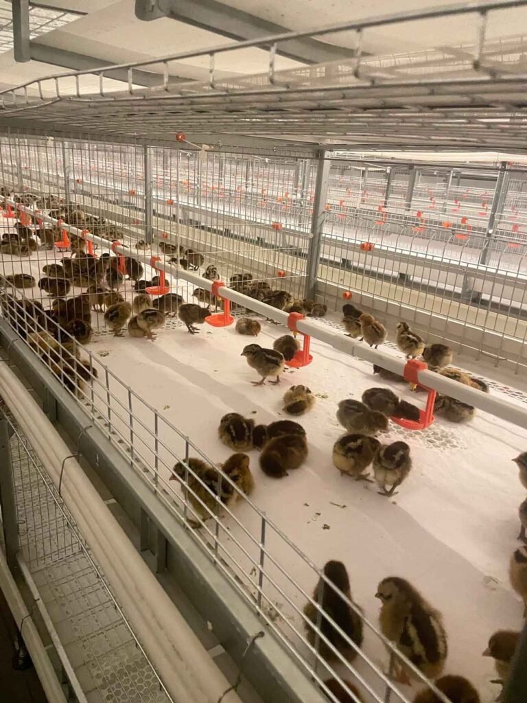 Key Challenges in Brooder Cage Management: Temperature, Nutrition, and Environmental Hazards 1 brooder cage