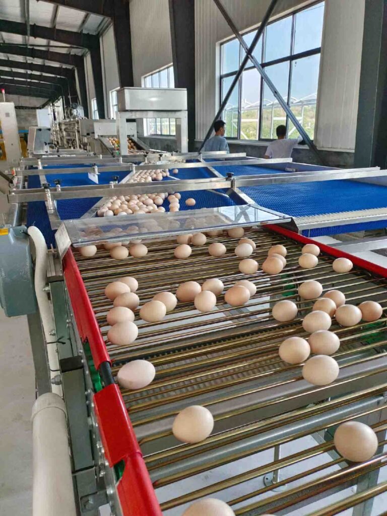 ​How to start chicken eggs business