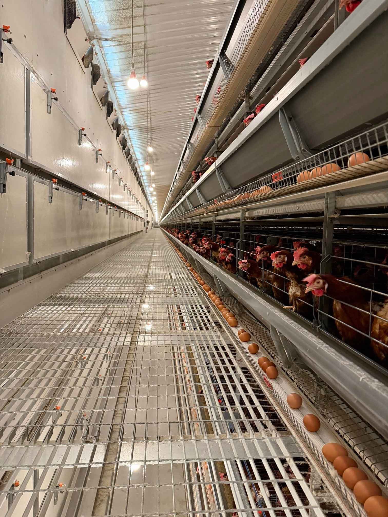 Read more about the article What key preparations are needed before battery cage hen vaccination?​