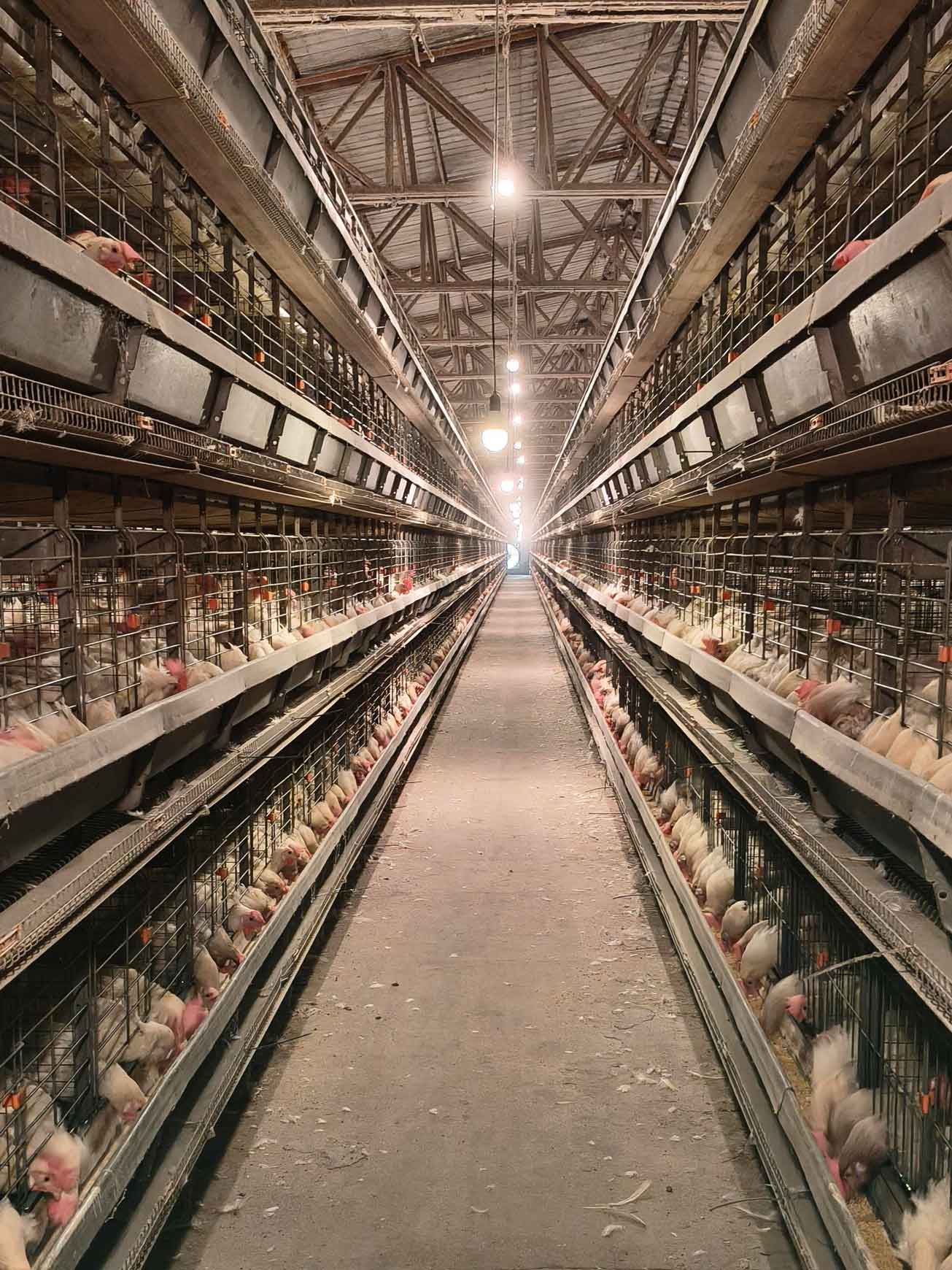 Read more about the article Broiler Cage Farming: Understanding Physiological Characteristics and Management Considerations​