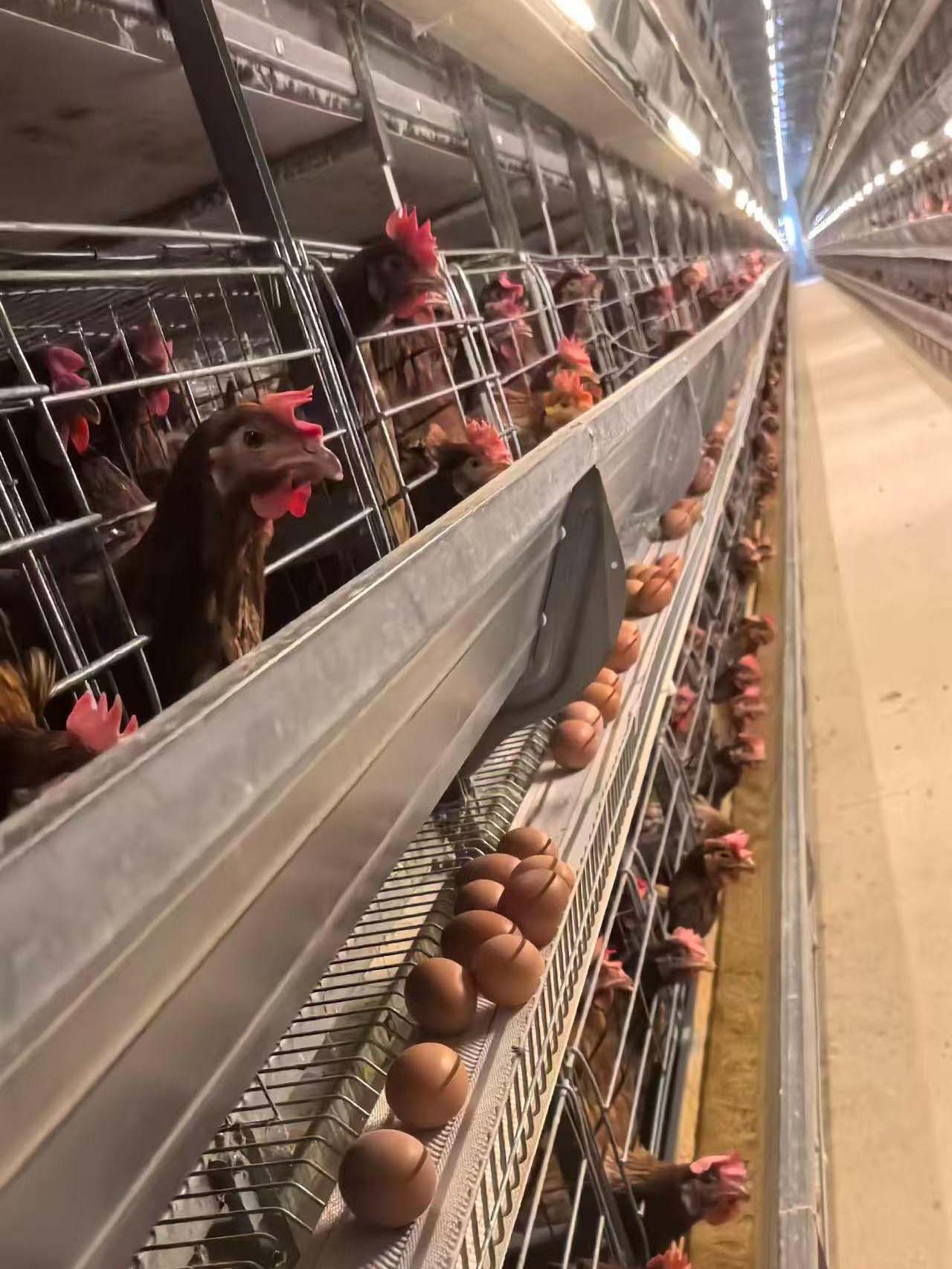 Read more about the article The Impact of Heat Stress in Poultry Closed House System