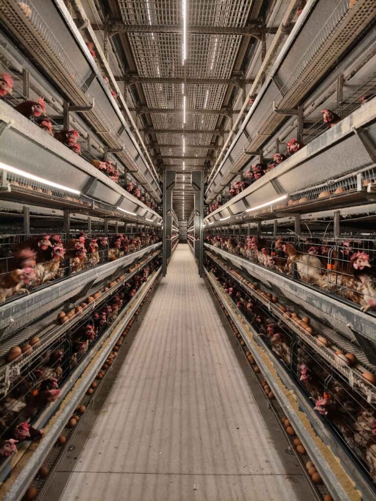 closed house system poultry 1