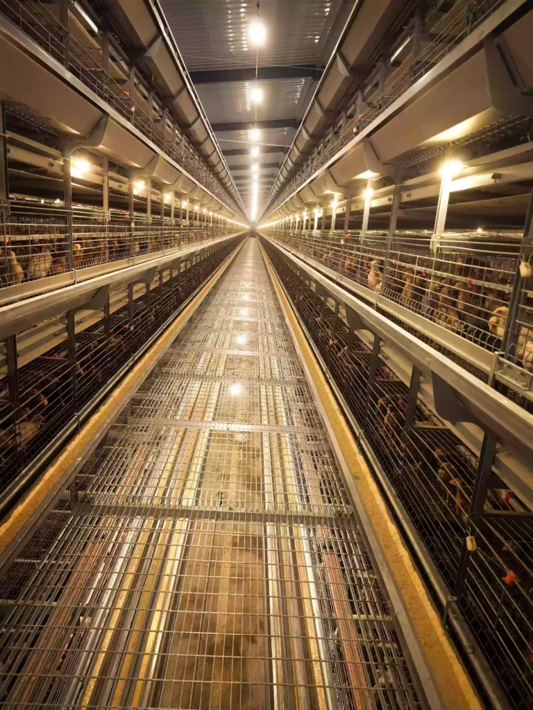 Environment Control Poultry Farm