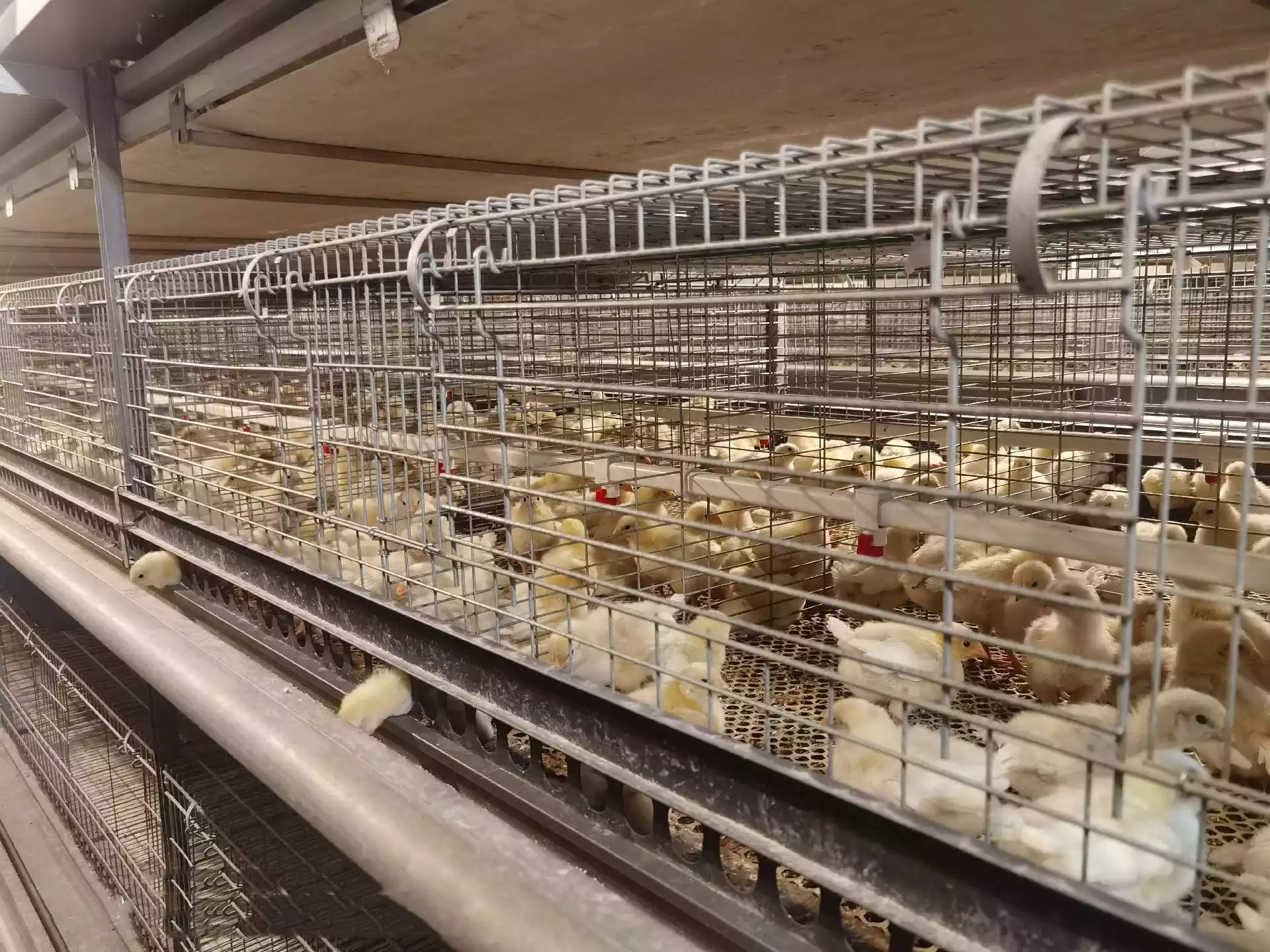 Read more about the article Key Points of Data-Driven Management During the Brooding Period for Laying Hens in Battery Cages​