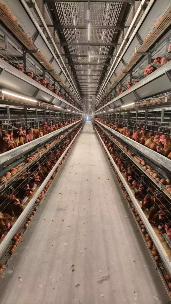 ​cage farming chickens
