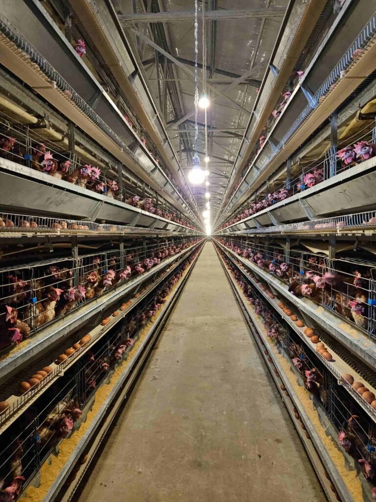 Battery Cages for Broilers