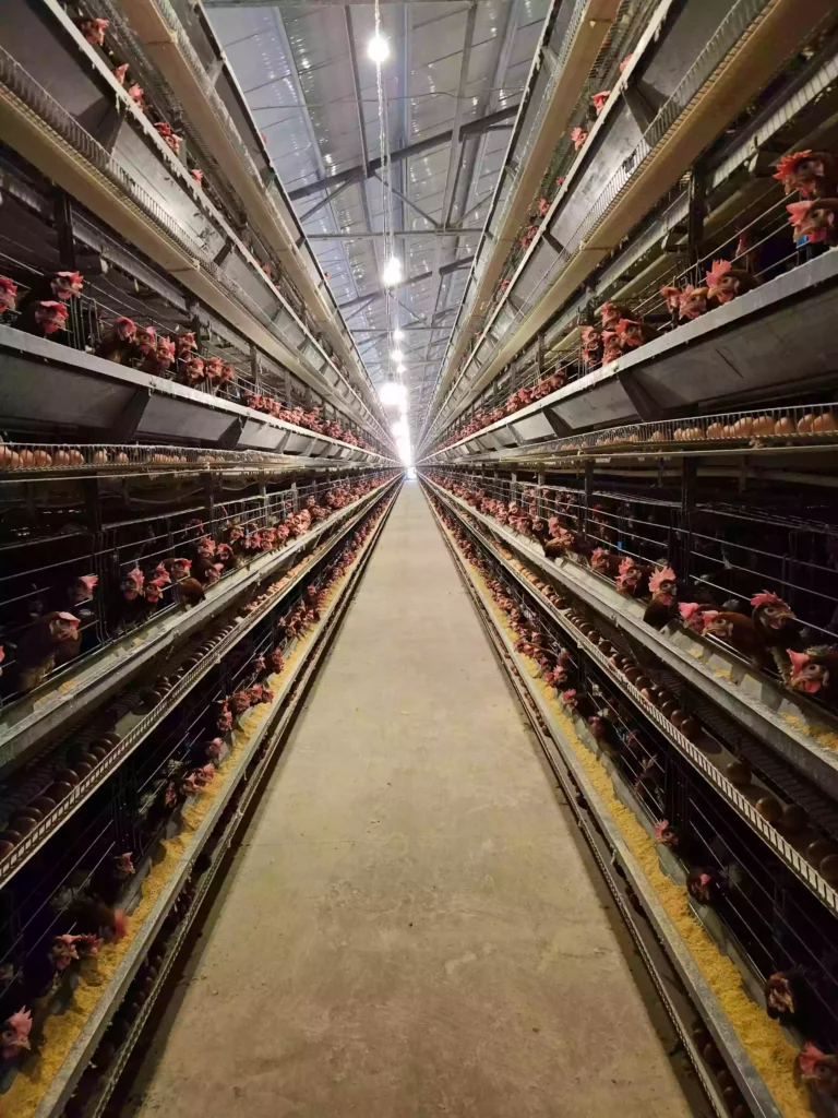 battery cage for layers