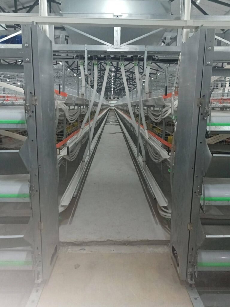 Broiler Cage Farming1