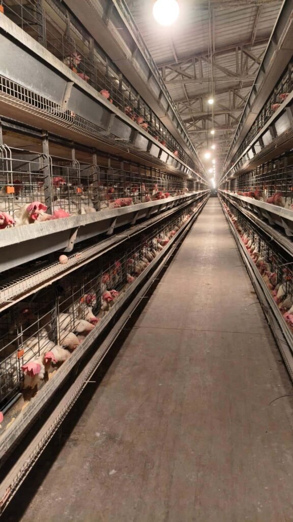 What equipment is needed for a poultry farming complex? 3 Automatic Battery Cage System