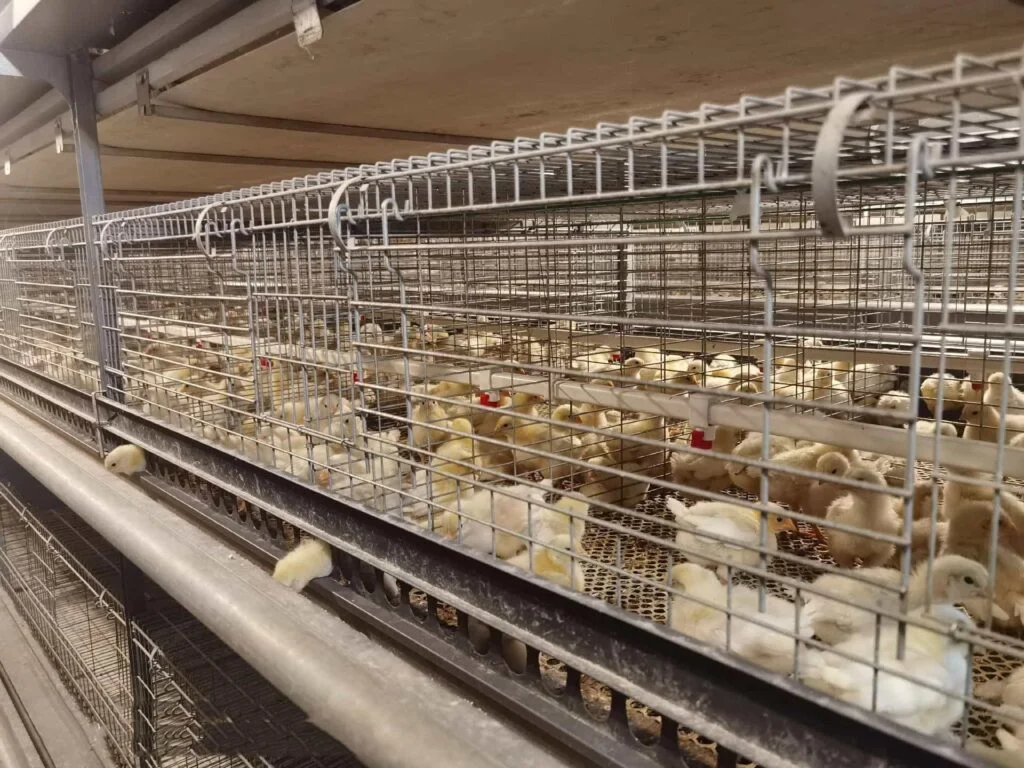 What equipment is needed for a poultry farming complex? 4 Brooding Cage System 1024x768 1