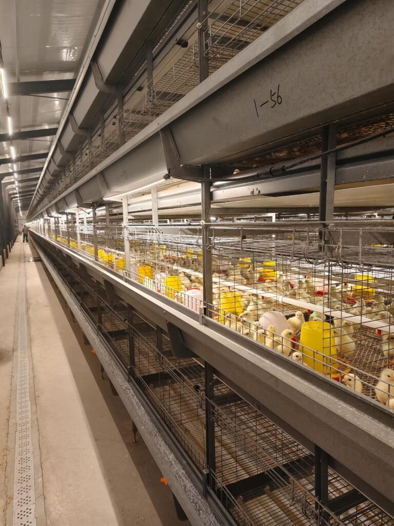 The 20-Day "Curse" in Broiler Production: Decoding the Hidden Crisis in Cage Broiler System 1 Cage Broiler System