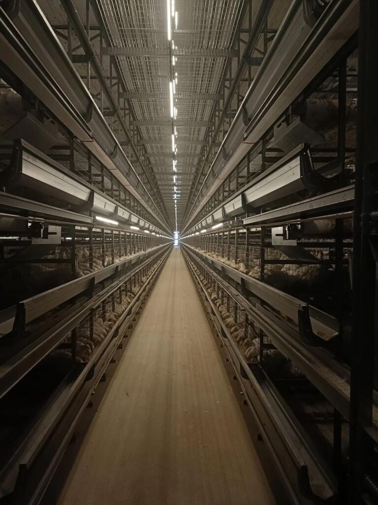 Illuminating Poultry Battery Cage: A Guide to Light Measurement & LED Lighting 1 Poultry Battery Cage