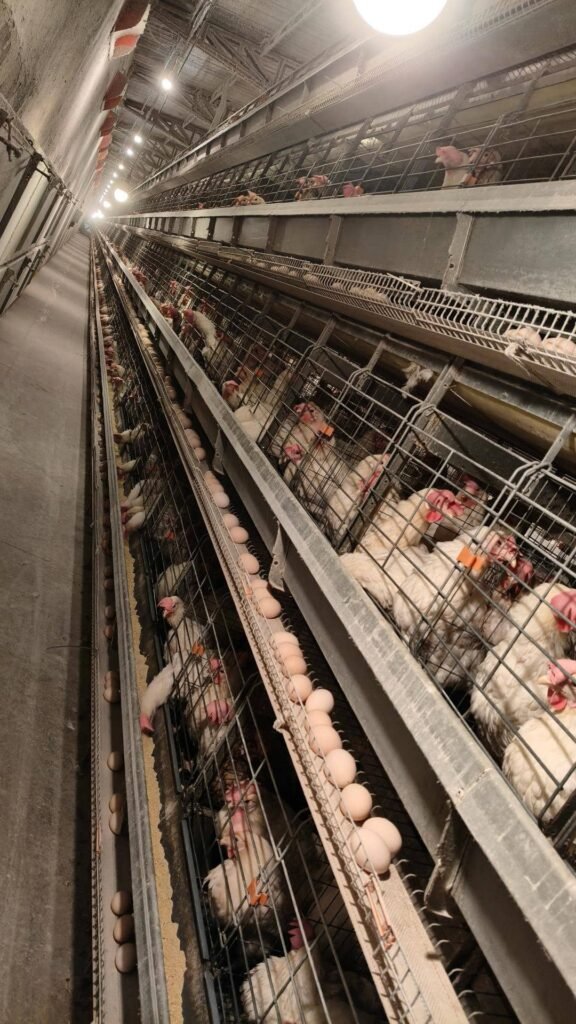 How can automatic poultry farm maximize the potential of laying hens? 1 automatic poultry farm