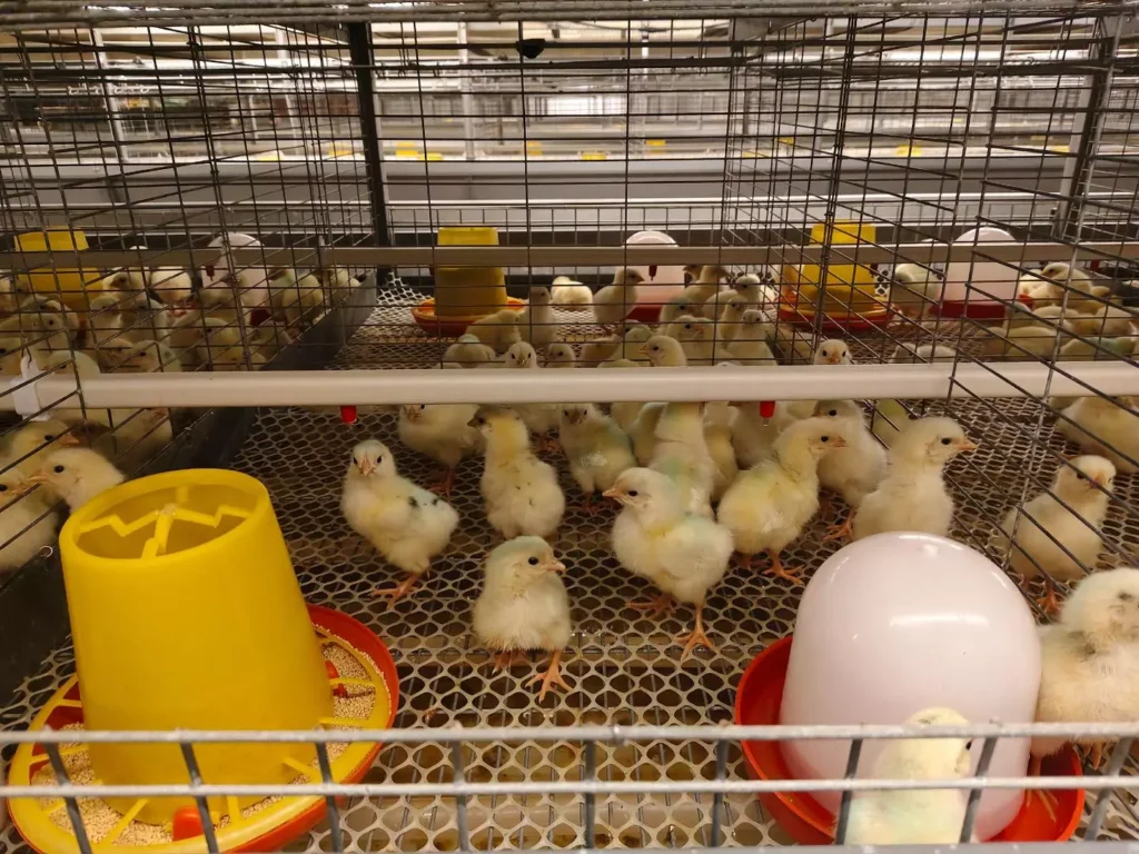 The Critical Role of Brooding Management in Poultry Production 1 brooding cage system.jpeg
