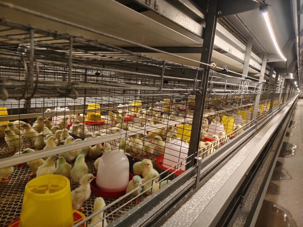 pullet cage solution