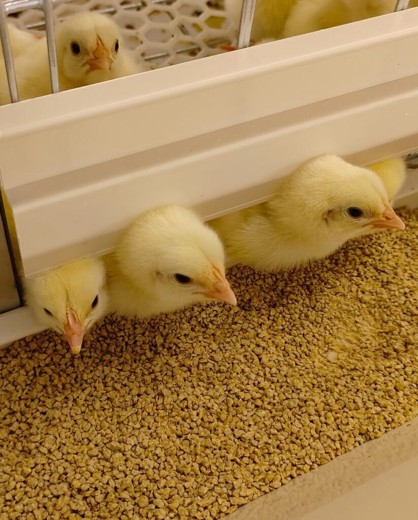 broiler housing systems Cage Broiler Systems