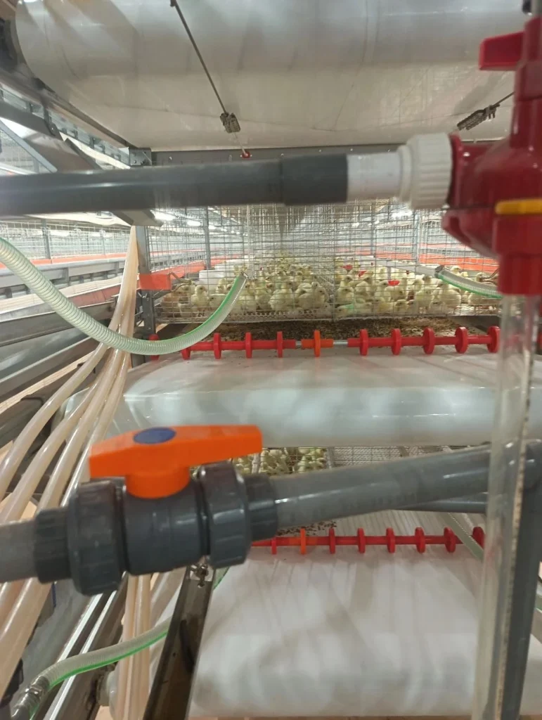 Chick Rearing Cage